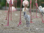 FZ029868 Greater flamingo chick (Phoenicopterus roseus).jpg